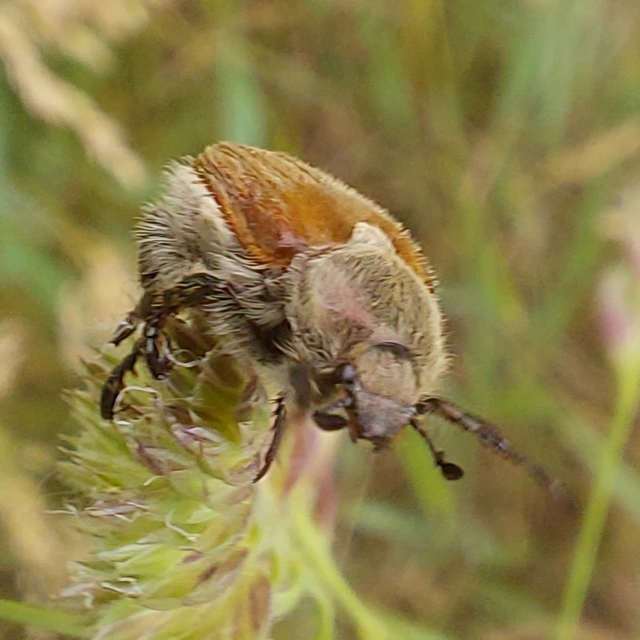 rozsszipoly - Chaetopteroplia segetum