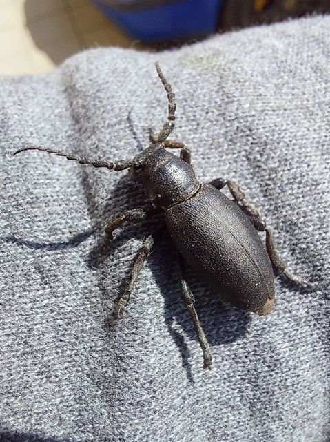 Dorcadion aethiops - fekete gyalogcincér