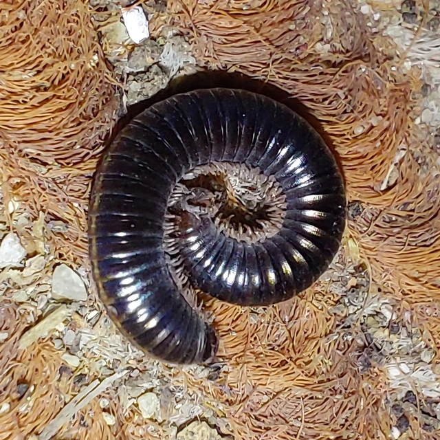 Diplopoda - Ikerszelvényesek