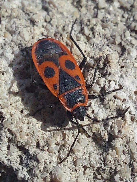 Pyrrhocoris apterus - verőköltő poloska