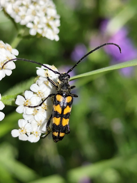 Leptura quadrifasciata - feketeszőrű szalagoscincér