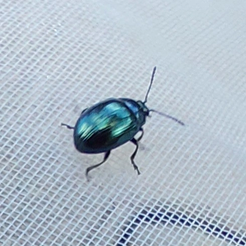 vízitorma levélbogár - Phaedon cochleariae