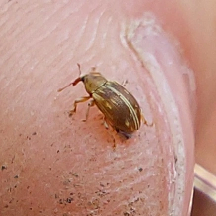 sápadt nyárormányos - Ellescus scanicus