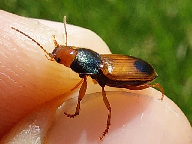 német tarkafutó - Diachromus germanus