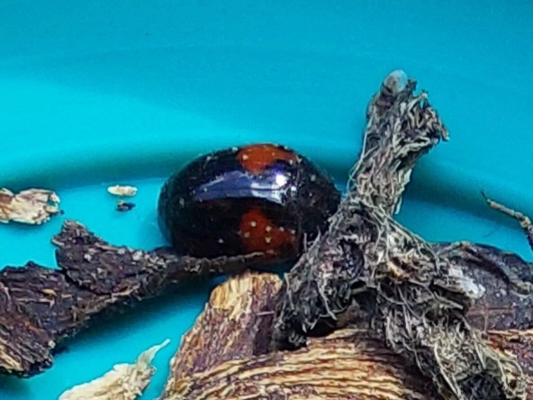 feketenyakú tarbogár - Tritoma bipustulata