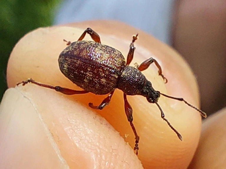 Dodecastichus inflatus - barázdásorrú gyalogormányos