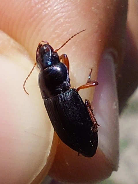 Harpalus rubripes - vöröslábú lomhafutó