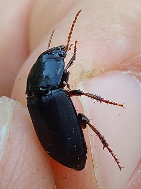ligeti lomhafutó - Harpalus tardus