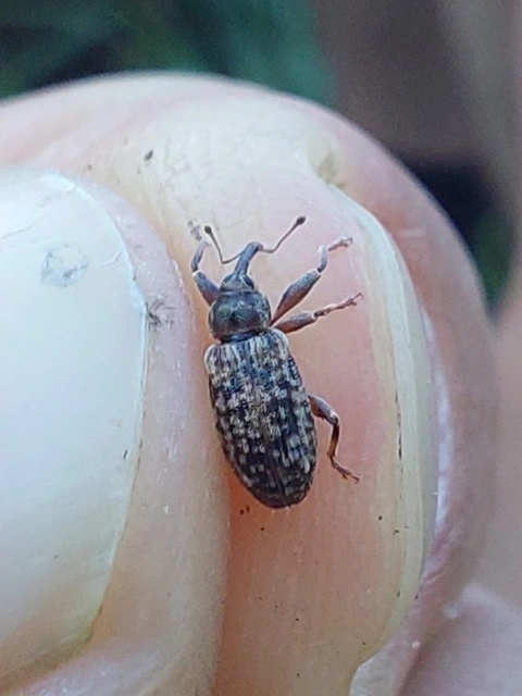 Dorytomus