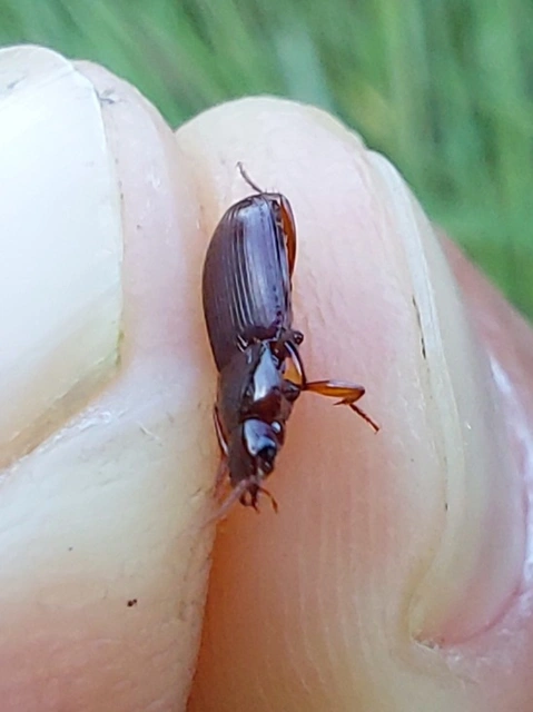 lapos rőtfutó - Platyderus rufus