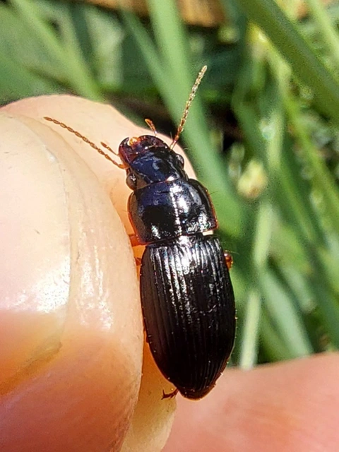 vöröslábú lomhafutó - Harpalus rubripes
