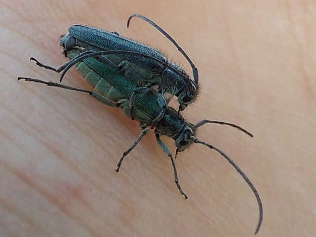 kígyósziszcincér - Phytoecia coerulescens