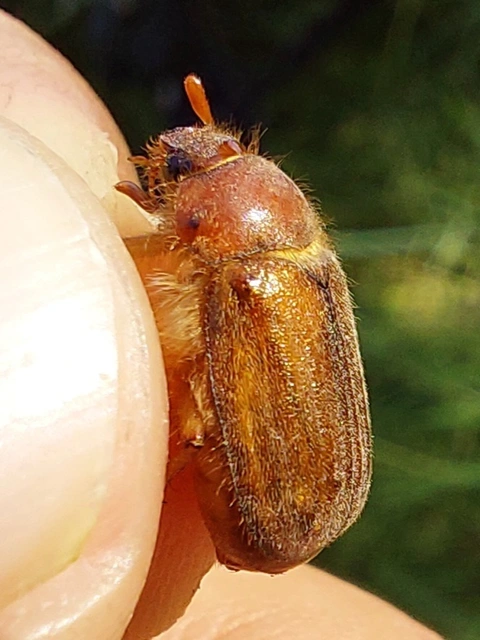 kis sárgacserebogár - Amphimallon assimile