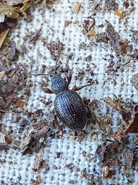 apró gyalogormányos - Otiorhynchus ovatus