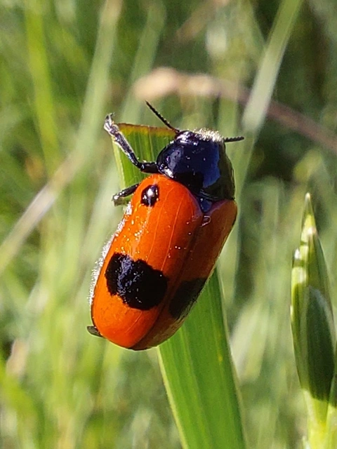 fűzfa-zsákhordóbogár - Clytra laeviuscula