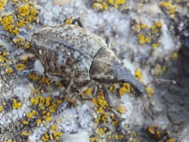 pettyes fűzormányos - Lepyrus capucinus