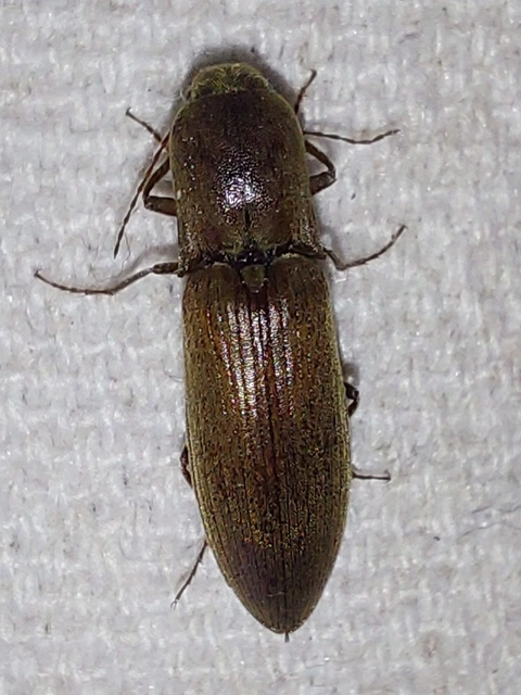 szürke pattanó - Agriotes modestus