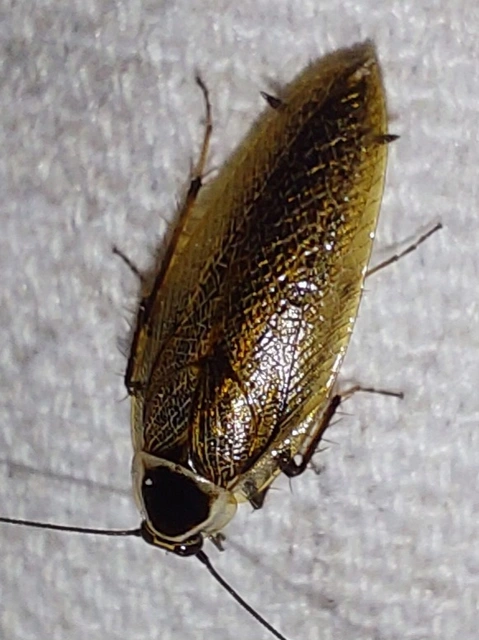 Blattodea - Csótányok