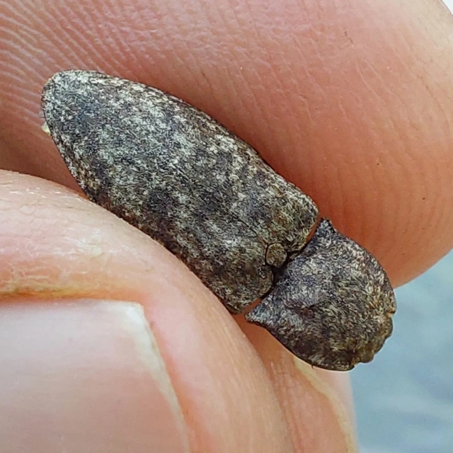 Agrypnus murinus - egérszínű pikkelyespattanó