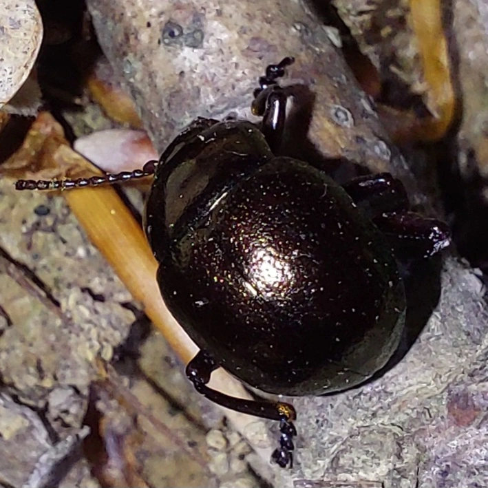 Timarcha metallica - fémes gyaloglevelész