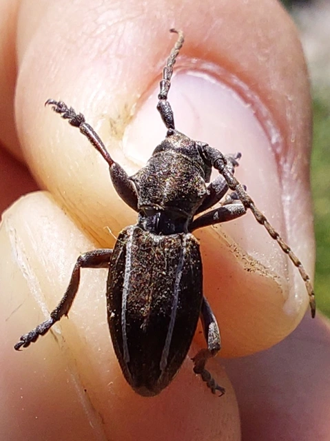 kétsávos földicincér - Neodorcadion bilineatum