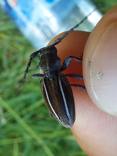 Neodorcadion bilineatum - kétsávos földicincér