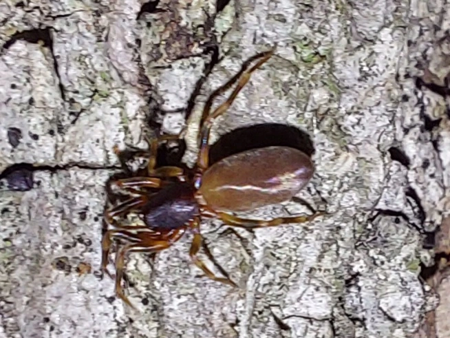 Harpactea hombergi - kis rablópók