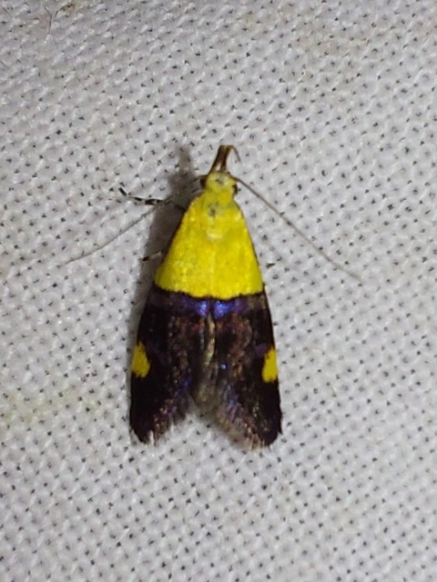 kis díszmoly - Oecophora bractella