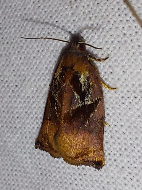 dudvarágó sodrómoly - Archips podana