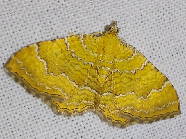 kétvonalas sávosaraszoló - Camptogramma bilineata