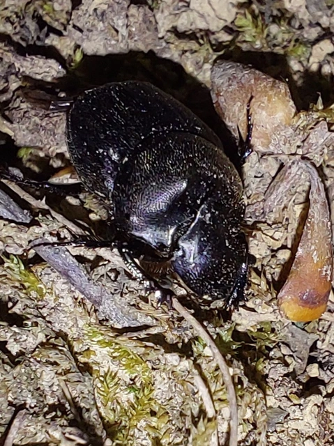 fekete trágyatúró - Onthophagus verticicornis