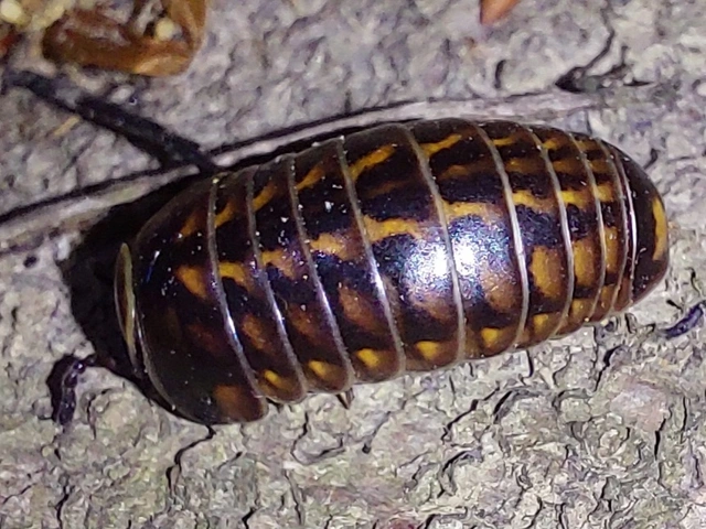 Isopoda - Ászkarákok