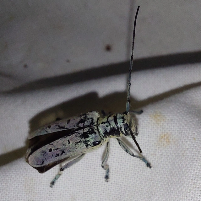 nyolcpontos cincér - Saperda octopunctata