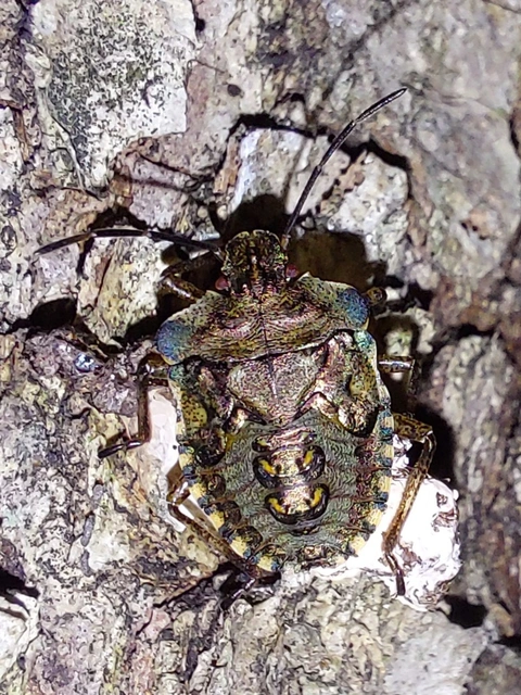 vöröslábú címerespoloska - Pentatoma rufipes