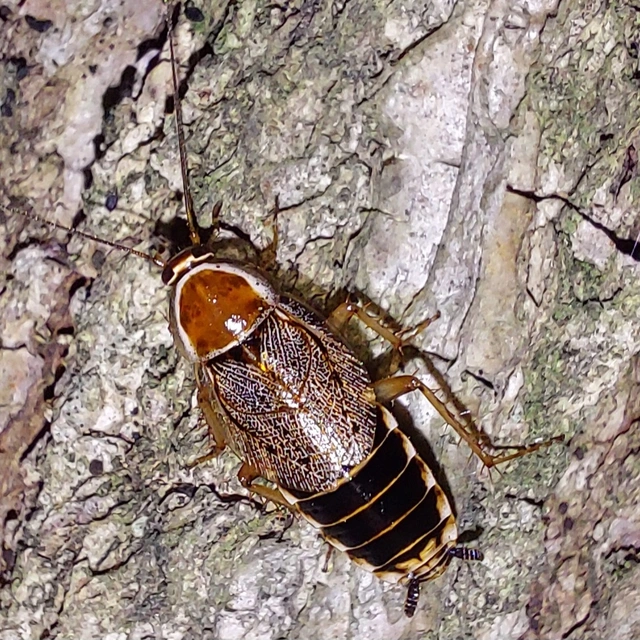 Blattodea - Csótányok