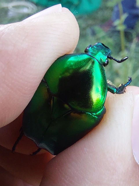 smaragdzöld virágbogár - Protaetia affinis