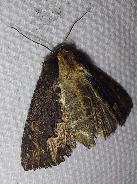 szurokbarna nyáribagoly - Dypterygia scabriuscula