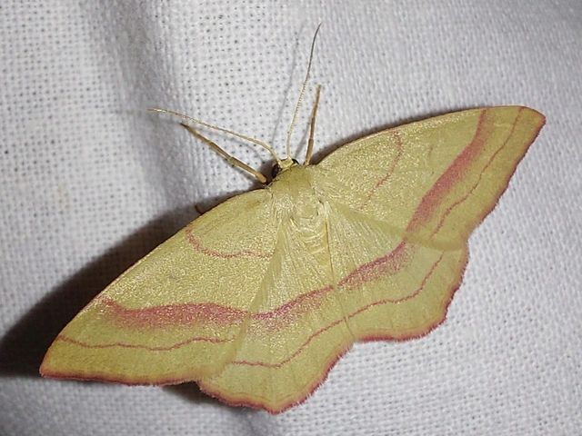 pirosszélű araszoló - Rhodostrophia vibicaria