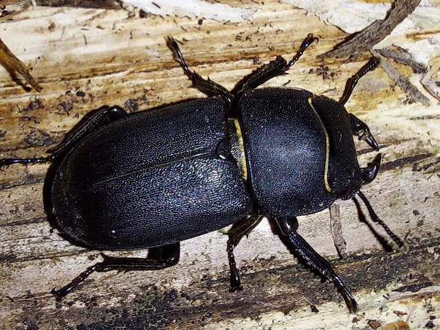 kis szarvasbogár - Dorcus parallelipipedus