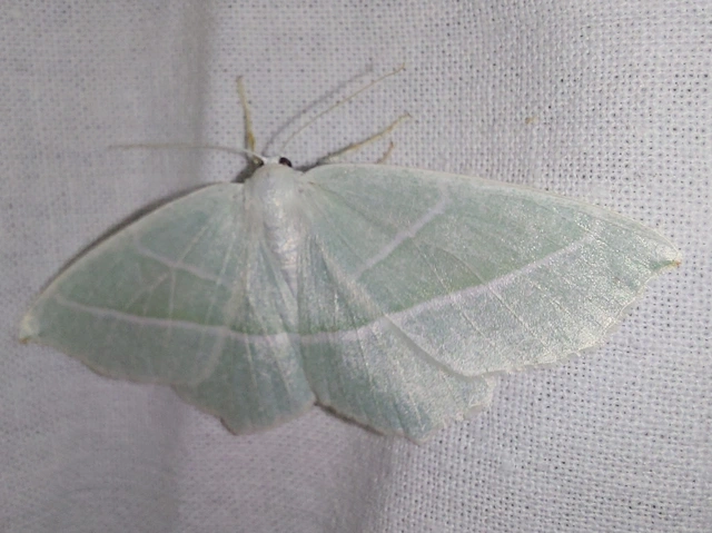 gyöngyházfényű zöldaraszoló - Campaea margaritaria