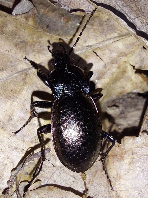 ligeti futrinka - Carabus nemoralis