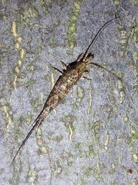 Archaeognatha - Ugróősrovarok