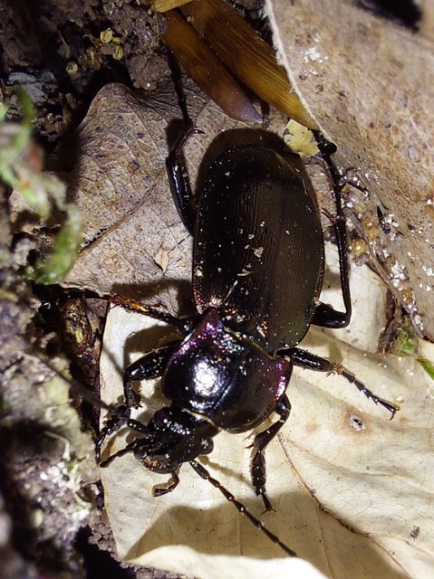 Carabus nemoralis - ligeti futrinka