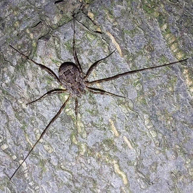 Opiliones - Kaszáspókok