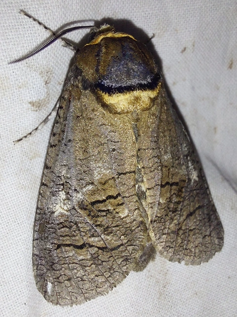 fűzfarontólepke - Cossus cossus