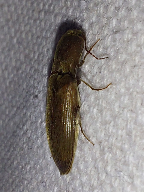 Agriotes modestus - szürke pattanó