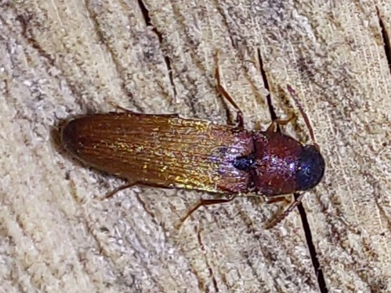 Eucnemidae - tövisnyakúbogár-félék
