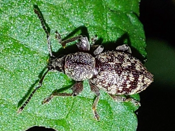 aranypikkelyes gyalogormányos - Otiorhynchus fullo