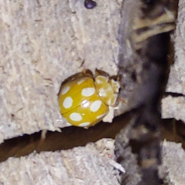 tízcseppes füsskata - Calvia decemguttata