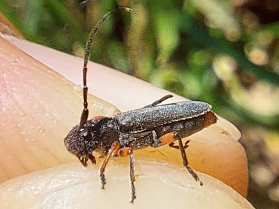 parányi fűcincér - Phytoecia pustulata